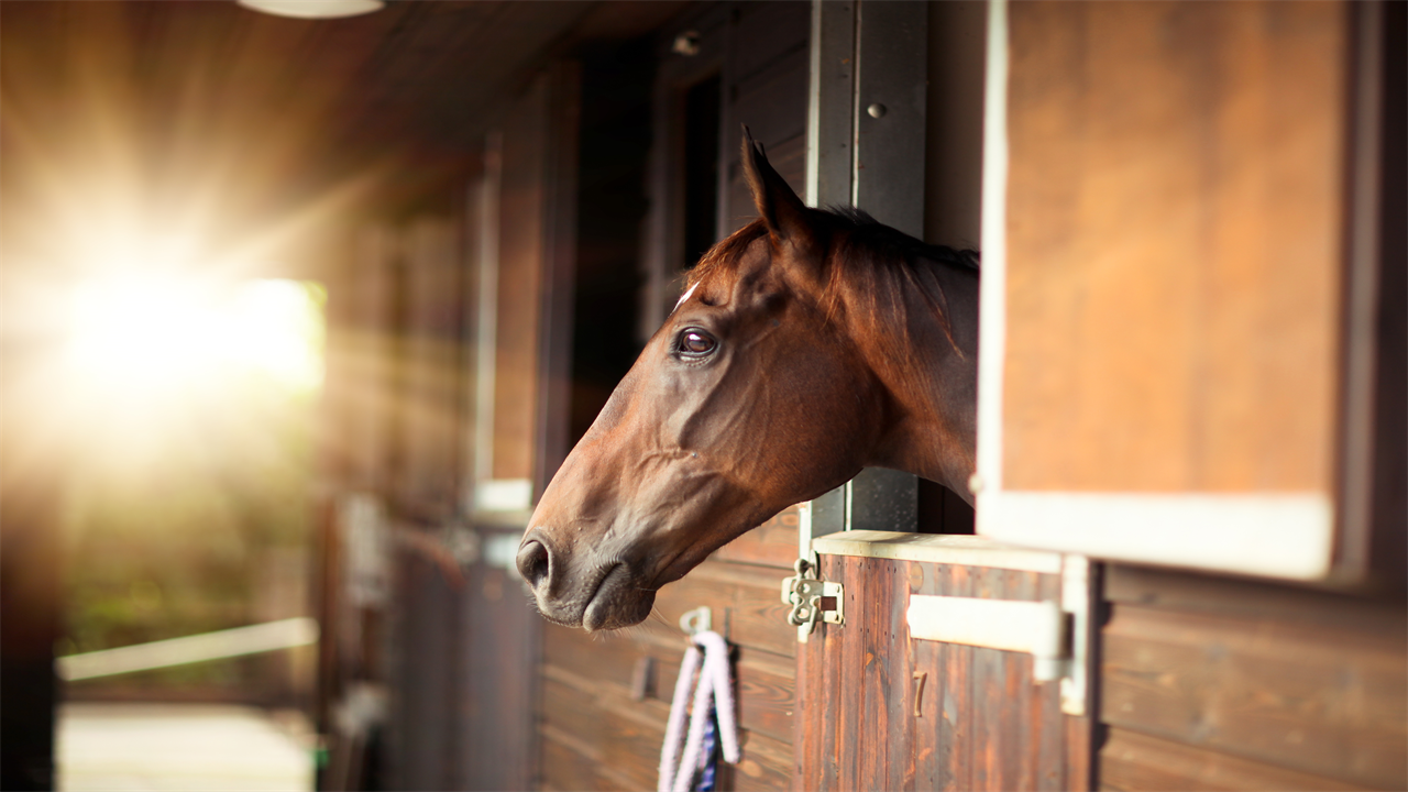 From a lonely horse cat to an independent cat — your pet queries answered