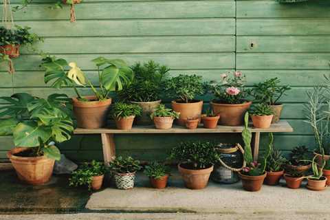 Six tips to grow your own house plants and save money