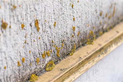 The Impact Of Mold Remediation On Kansas City Apartment Investments: A Comprehensive Overview