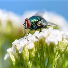 Investing in Condominiums: Consider Pest Control Costs
