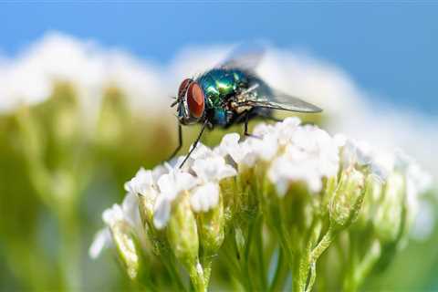 Investing in Condominiums: Consider Pest Control Costs